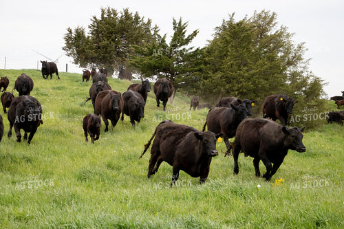 Angus Cattle in Pen 67097