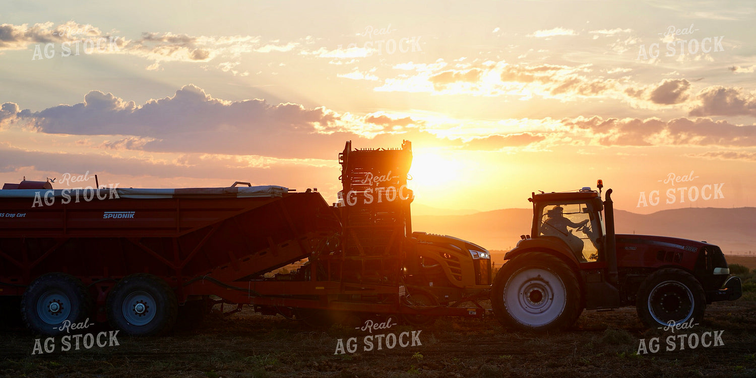 Potato Harvest 293013