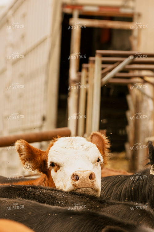 Loading Cattle 207025