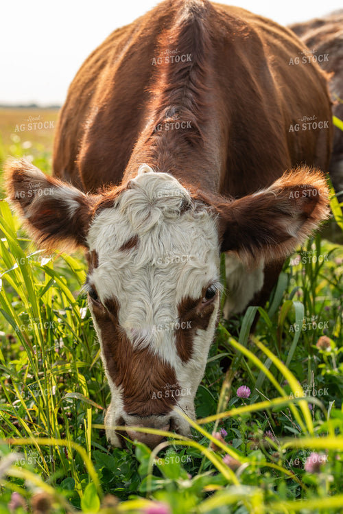 Cattle Grazing 76596