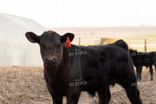 Black Angus Calf  67244
