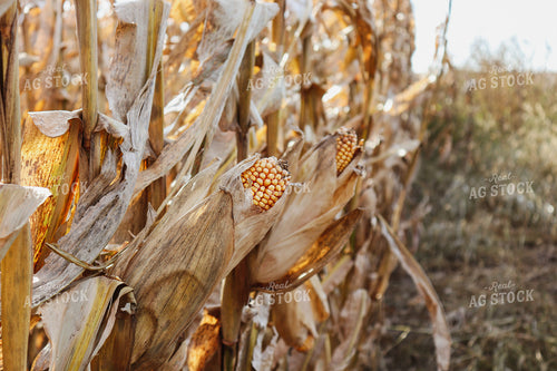 Dried Ears of Corn in Corn Field 67031