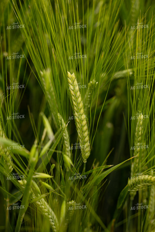 Barley Close Up 65960
