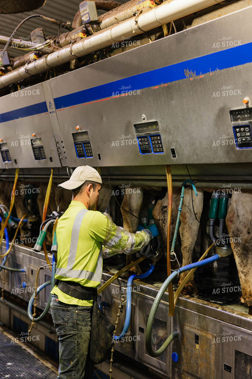 Dairymen Milking Cows 152646