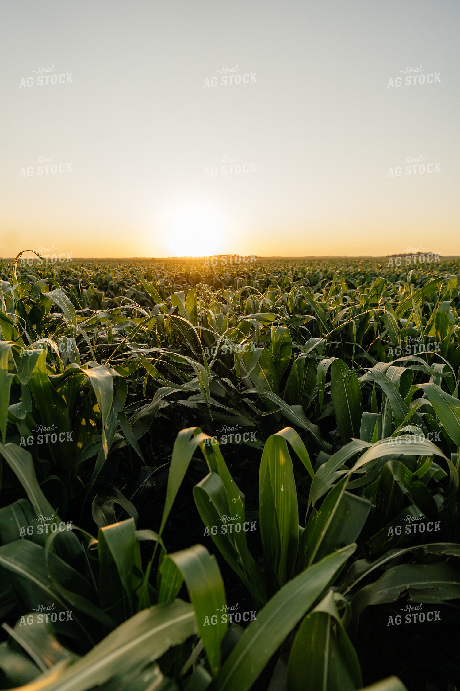 Midseason Corn 68297