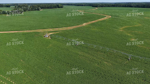 Mid-Season Soybean Field 79911