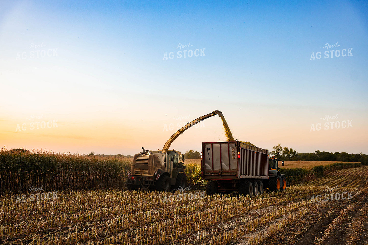 Silage Harvest 152305