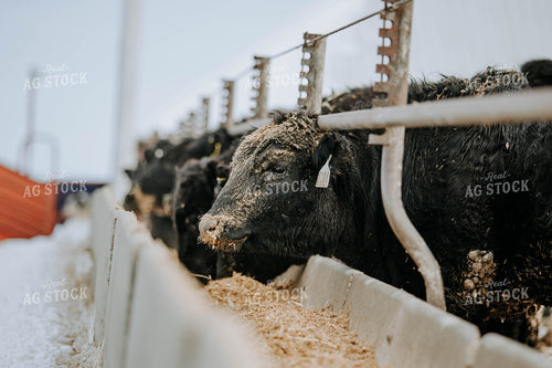 Angus Cows at Trough 77062
