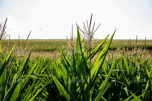 Tasselled Corn Field 67128