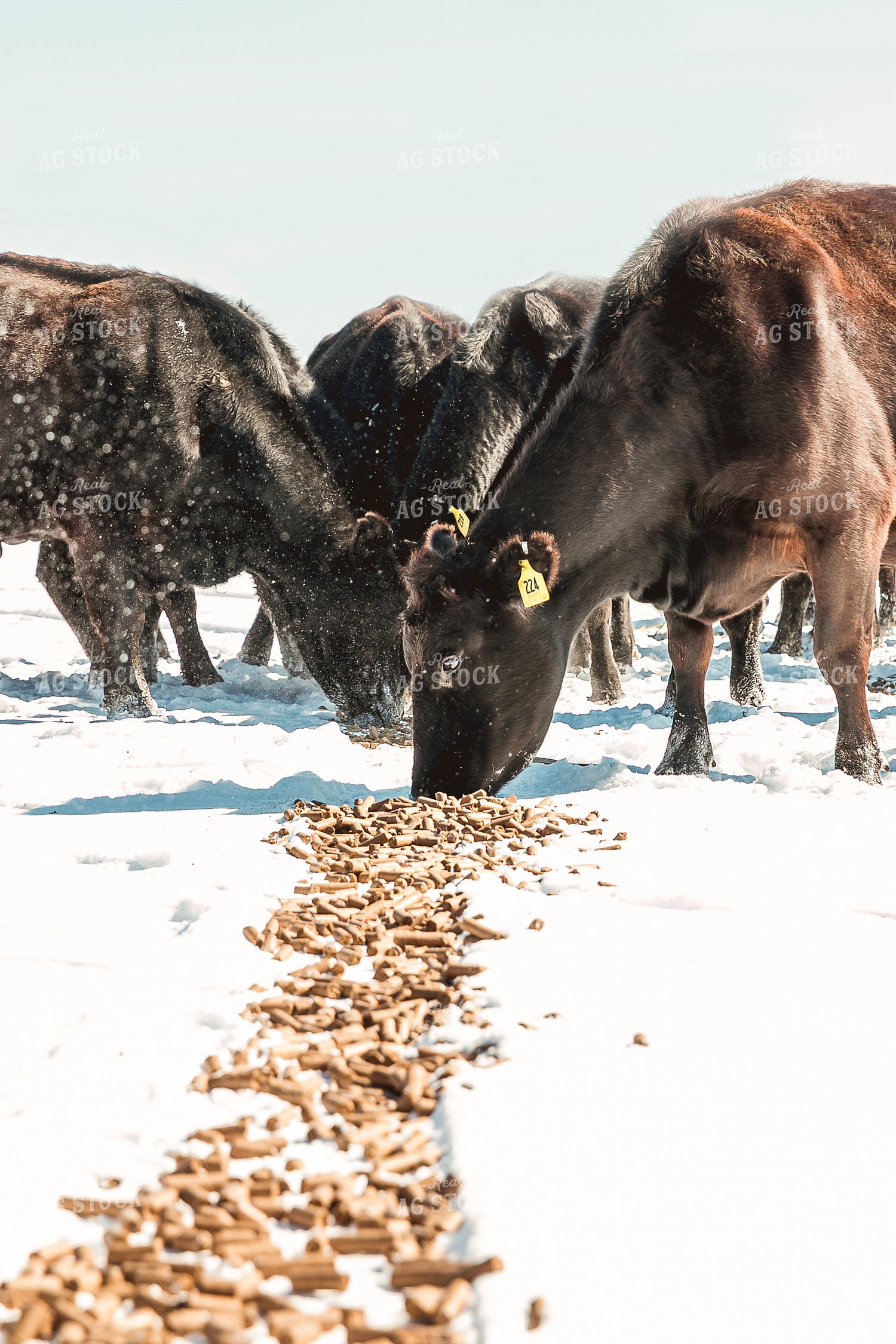 Cattle Eating Pellets in the Snow 205029
