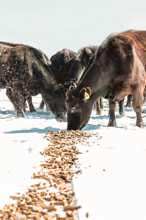 Cattle Eating Pellets in the Snow 205029