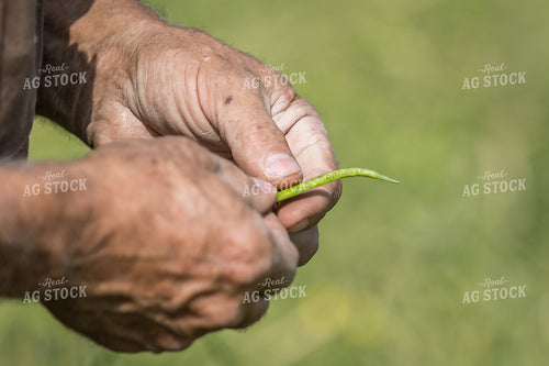 Farmer with Canola in Hands 138090