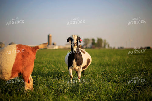 Goats in Farmyard 93141