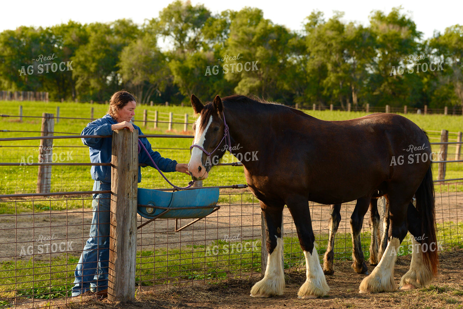 Draft Horse 299170
