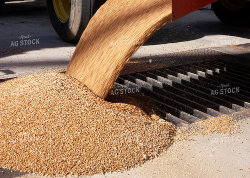 Harvested Wheat Dumping into Drier Pit 132014