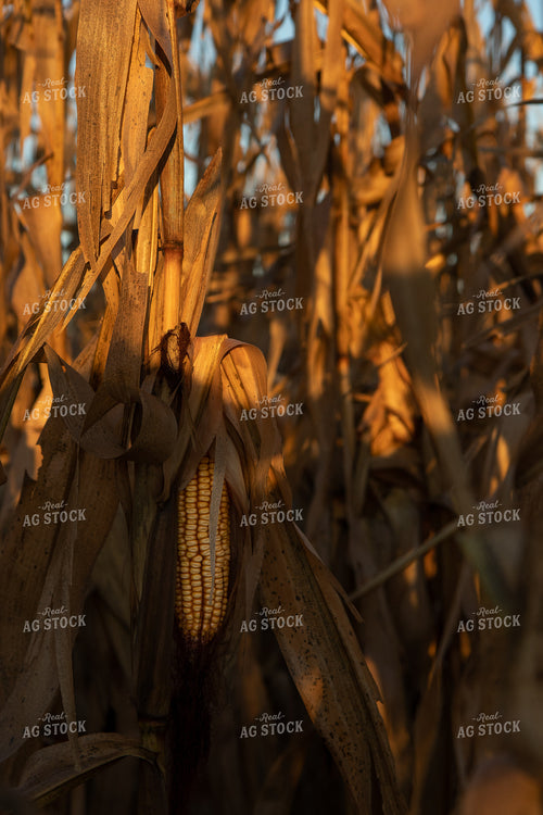 Dried Corn Field at Sunset 67221