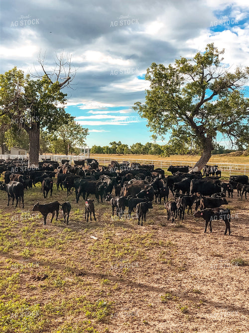 Angus Cattle in Pen 63008