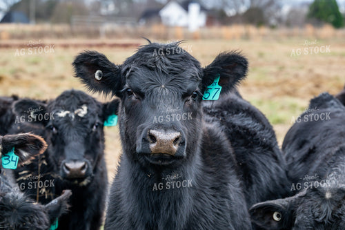 Cattle on Pasture 192048