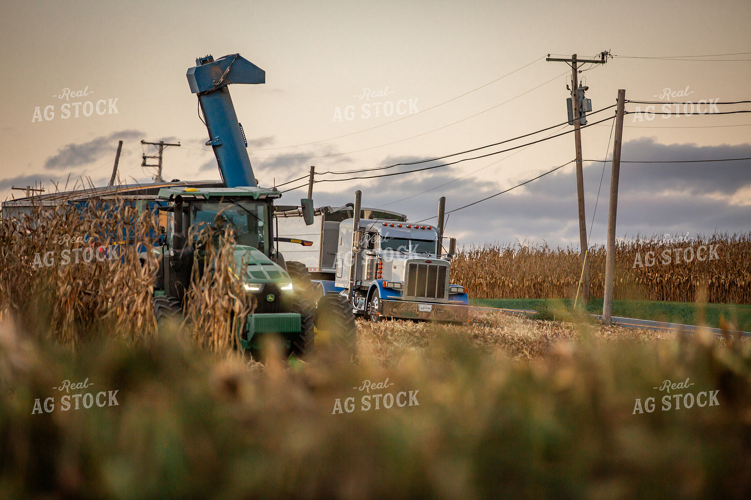 Corn Harvest 270622