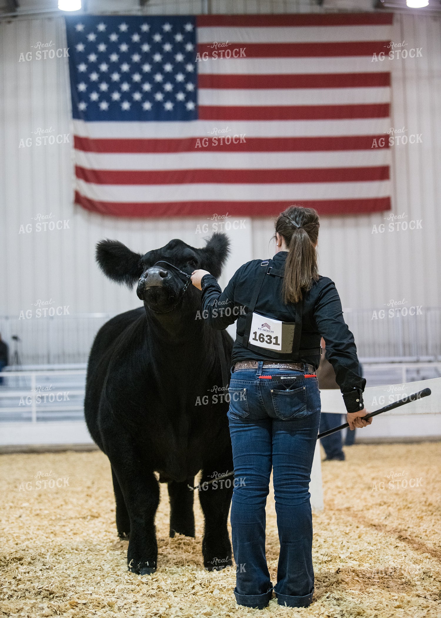 Showing Cattle 171008