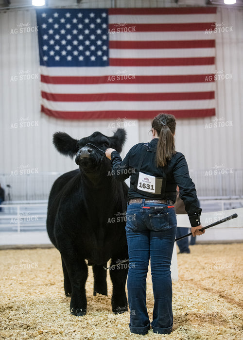 Showing Cattle 171008