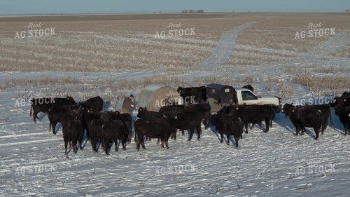 Feeding Cattle with Bale Bed Truck 239531