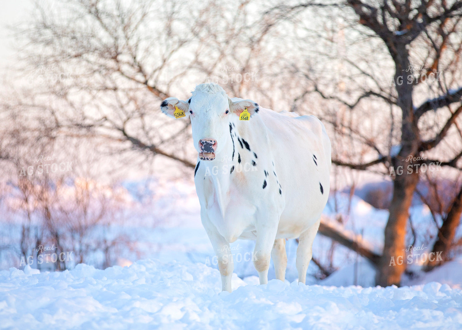 Holstein Dairy Cow in Snow 55086