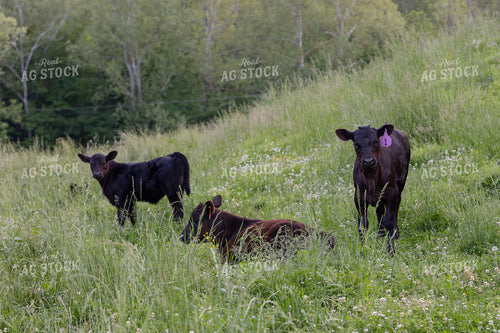 Angus Calf in Pasture 52395