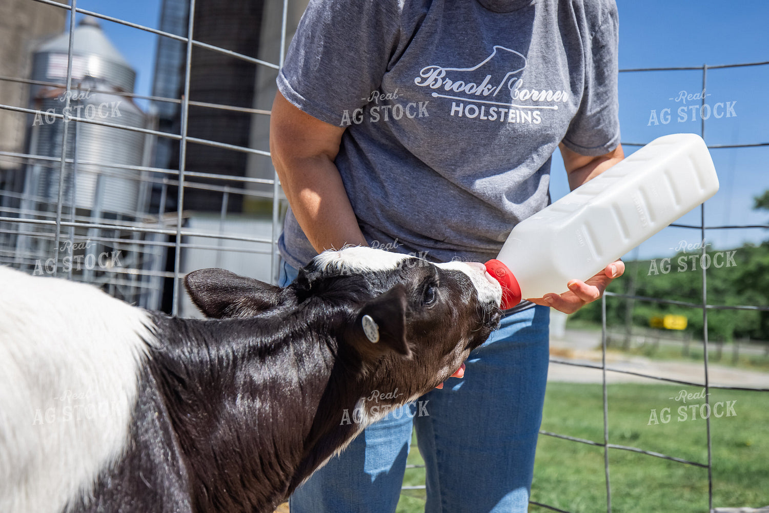 Farmer Bottle Feeding Calf 270344