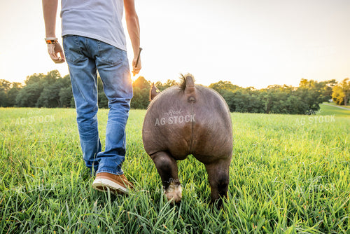 Farm Kid with Show Pig 270083