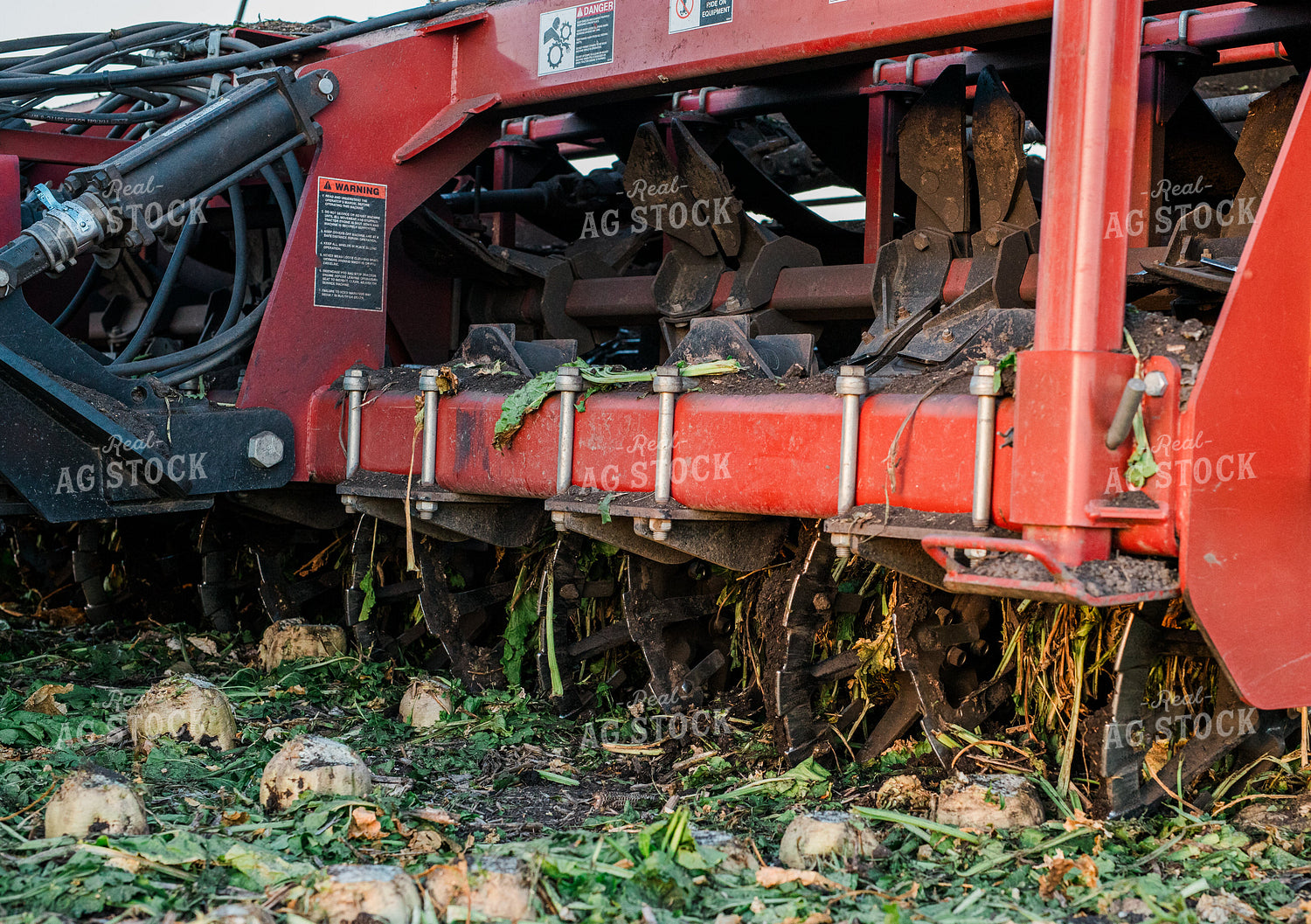 Sugar Beet Harvest 133026