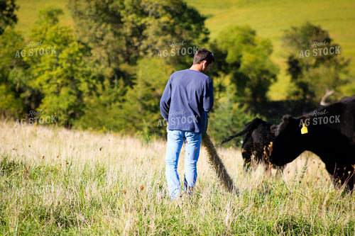 Farmer Feeding Cattle 214087