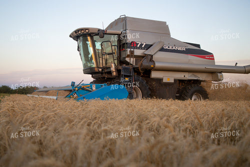 Wheat Harvest 208017