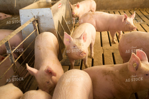 Pigs in Barn with Feeder 3853