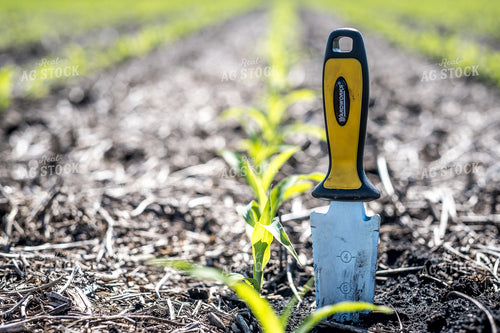 Agronomist Checking Early Season Corn 250171