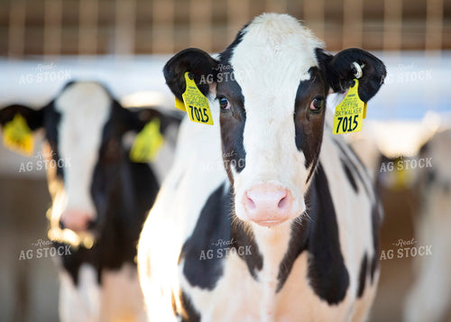 Dairy Cows in Barn 55107