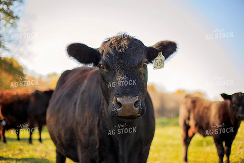 Cow in Pasture 93065