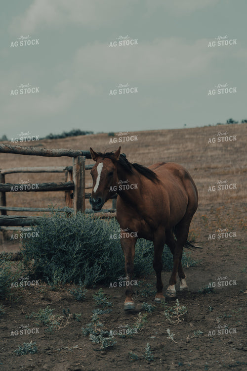 Ranch Horse 58170