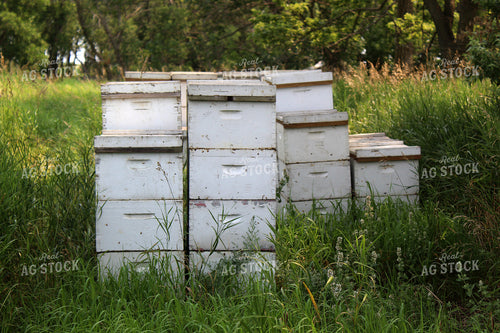 Bee Hives 141158
