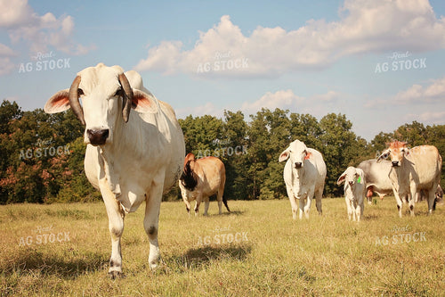 Brahman Cattle in Pasture 127005