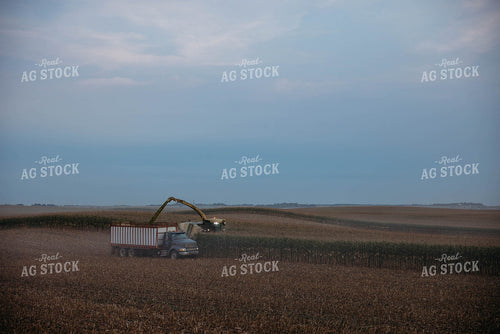Chopping Corn Silage 152016