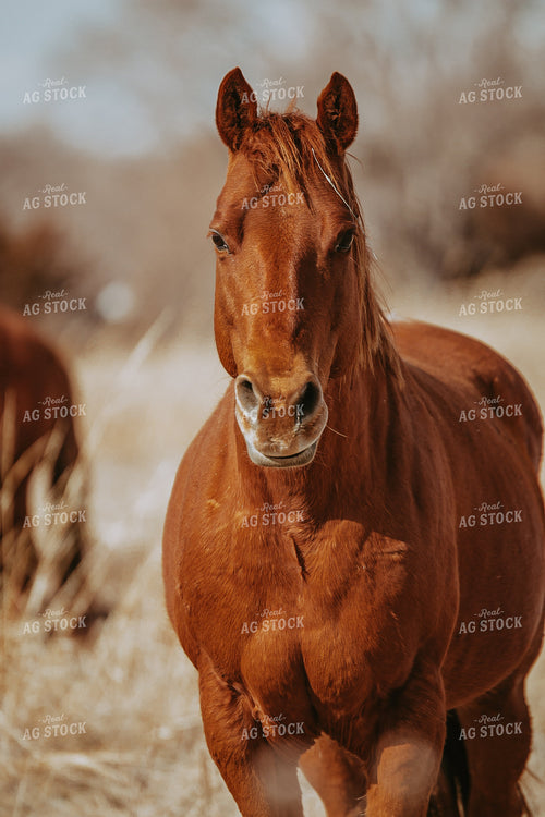 Horse 202008