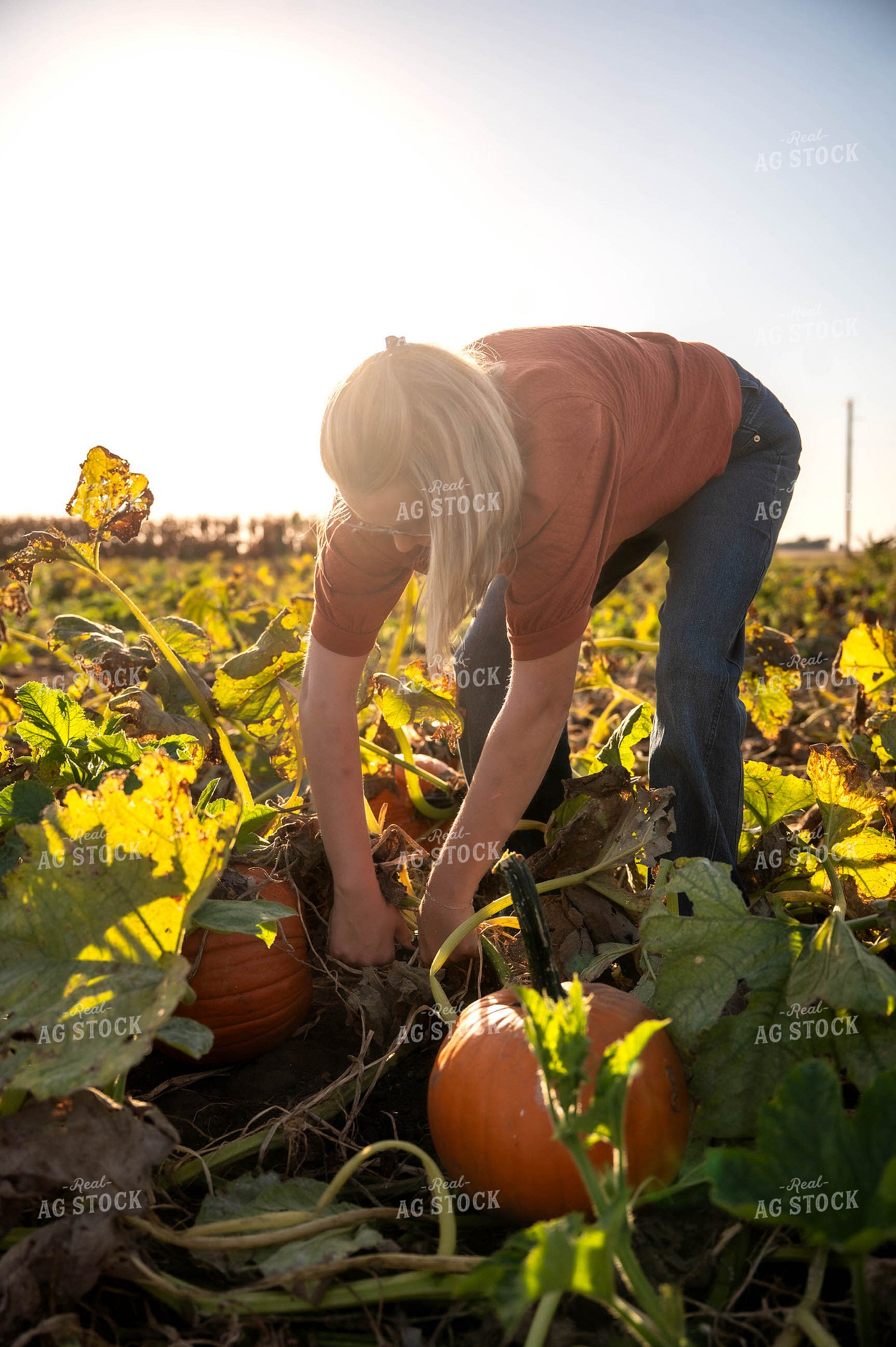 Farmer in Pumpkin Patch 115859