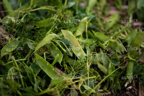 Pea Plant Waste 76188