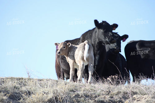 Cow Calf Pairs 117229