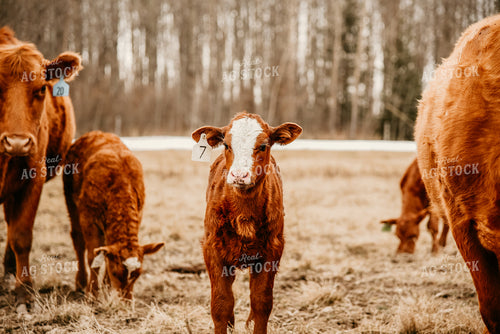 Hereford Cow and Calf 64122
