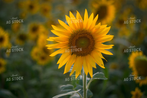 Sunflower Field 50040