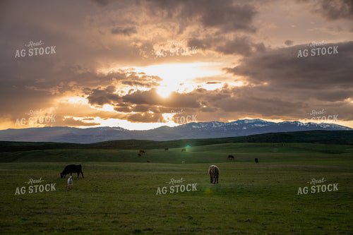 Tranquil Pasture Landscape with Grazing Animals at Sunset 65230