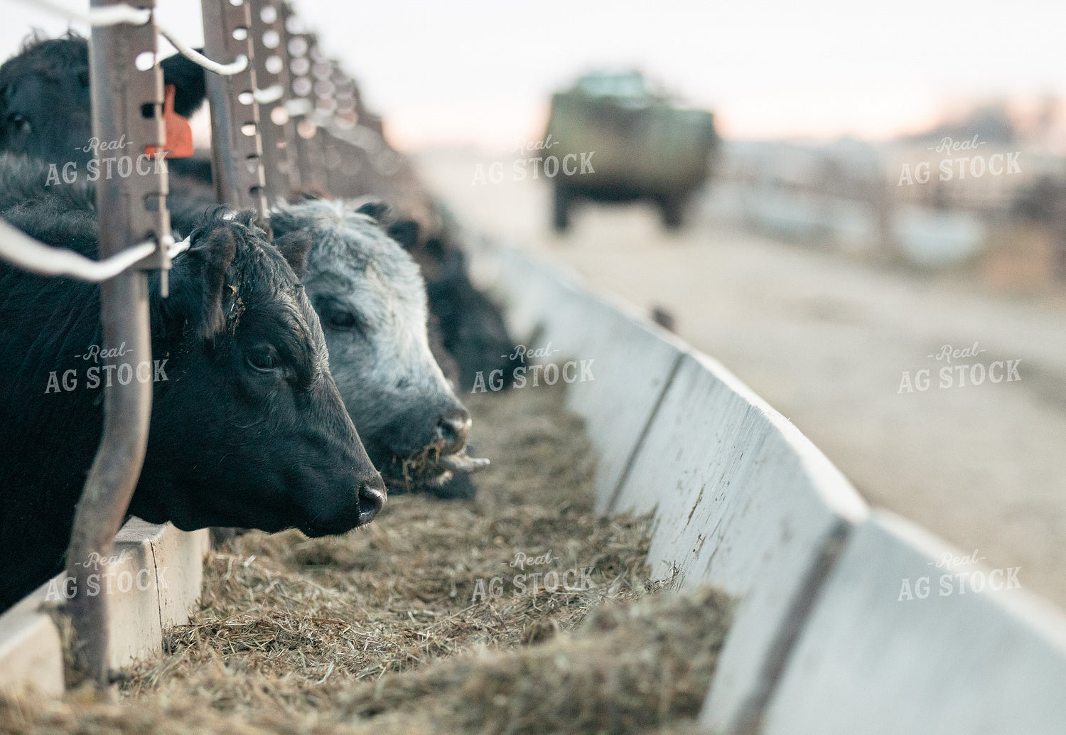 Cattle Eating at Feedbunk 72018