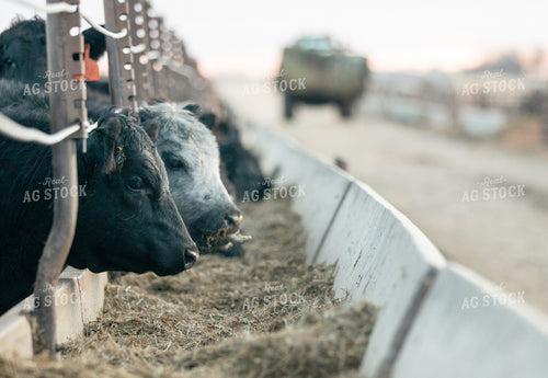 Cattle Eating at Feedbunk 72018